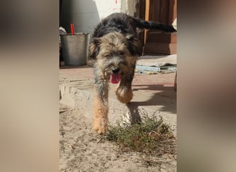 Wunderschöner, süsser DENI sucht ein Zuhause