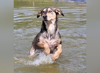 Herzenshund Pluto