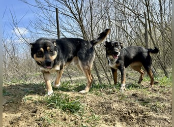 Verschmuster Borso!