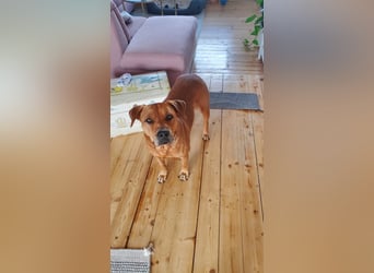 Marla sucht ein neues Zuhause (auf Pflegestelle in Billerbeck)
