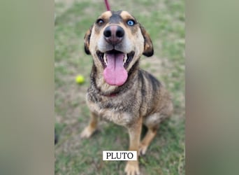 Herzenshund Pluto