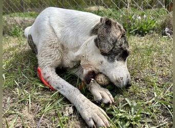 Zeusz, ein toller Hundemann sucht ein Zuhause