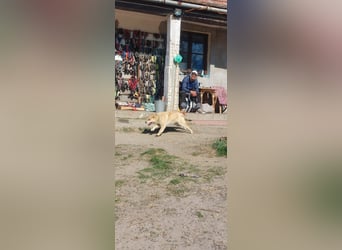 Kira – ein Lächeln, das Herzen erobert ❤️