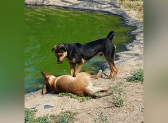 Fredi, Rüde, 3 Jahre ist ein toller Familienhund