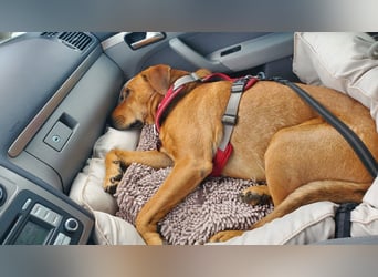 Marla sucht ein neues Zuhause (auf Pflegestelle in Billerbeck)