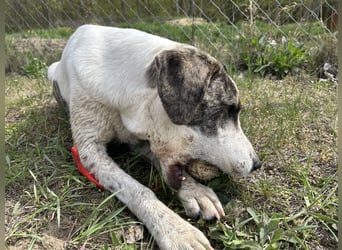 Zeusz, ein toller Hundemann sucht ein Zuhause