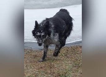  REPA – eine wunderschöne Blue-Merle-Hündin sucht Menschen mit Herz, Geduld und Hundeverstand 