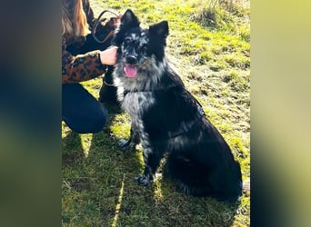  REPA – eine wunderschöne Blue-Merle-Hündin sucht Menschen mit Herz, Geduld und Hundeverstand 