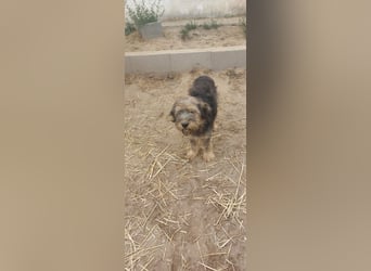 Wunderschöner, süsser DENI sucht ein Zuhause