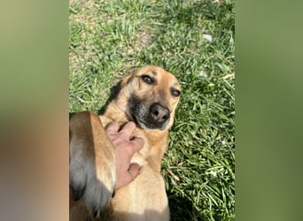 Bella, Hündin, absolut lieb und verschmust