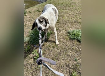 Zeusz, ein toller Hundemann sucht ein Zuhause