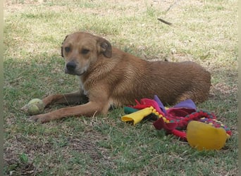 Fredi, Rüde, 3 Jahre ist ein toller Familienhund