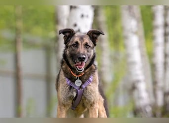 Ruhiges Zuhause für Birma gesucht