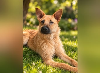 Lusy - sensible Wasserratte mit großem Herz sucht Zuhause mit Hundegesellschaft
