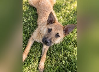 Lusy - sensible Wasserratte mit großem Herz sucht Zuhause mit Hundegesellschaft