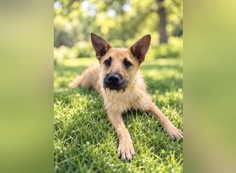 Lusy - sensible Wasserratte mit großem Herz sucht Zuhause mit Hundegesellschaft