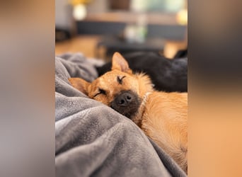 Lusy - sensible Wasserratte mit großem Herz sucht Zuhause mit Hundegesellschaft
