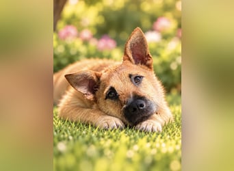 Lusy - sensible Wasserratte mit großem Herz sucht Zuhause mit Hundegesellschaft