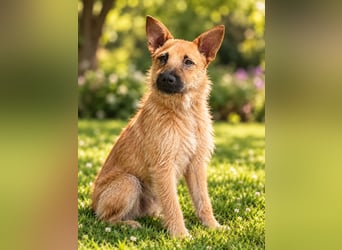 Lusy - sensible Wasserratte mit großem Herz sucht Zuhause mit Hundegesellschaft