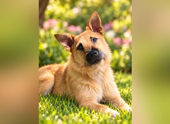 Lusy - sensible Wasserratte mit großem Herz sucht Zuhause mit Hundegesellschaft
