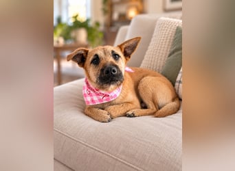 Lusy - sensible Wasserratte mit großem Herz sucht Zuhause mit Hundegesellschaft