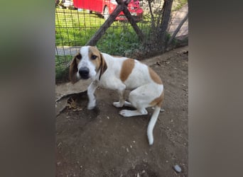 Hund Rüde 6 Monate Tierschutz Tick