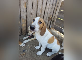 Hund Rüde 6 Monate Tierschutz Tick