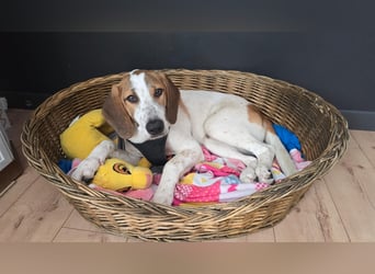 Hund Rüde 6 Monate Tierschutz Tick