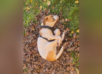 Hund Rüde 6 Monate Tierschutz Tick