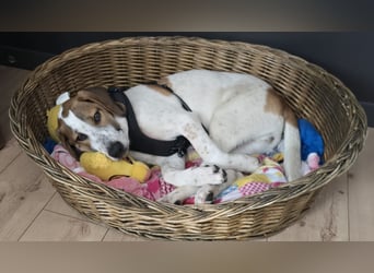 Hund Rüde 6 Monate Tierschutz Tick