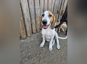 Hund Rüde 6 Monate Tierschutz Tick