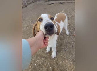 Hund Rüde 6 Monate Tierschutz Tick