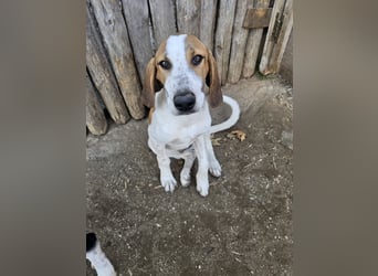 Hund Rüde 6 Monate Tierschutz Tick