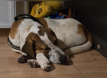 Hund Rüde 6 Monate Tierschutz Tick