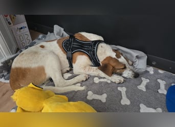 Hund Rüde 6 Monate Tierschutz Tick