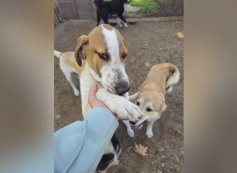 Hund Rüde 6 Monate Tierschutz Tick