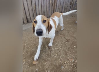 Hund Rüde 6 Monate Tierschutz Tick