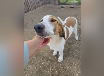 Hund Rüde 6 Monate Tierschutz Tick