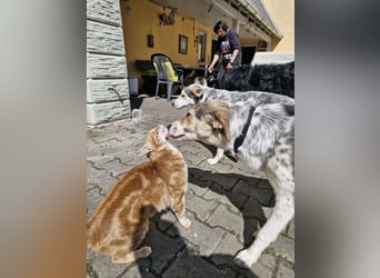 Verschmuste Schönheit (7 Monate) sucht Zuhause