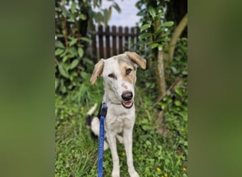 Dafne (7 Monate) – liebe, verschmuste Hündin sucht ihr Zuhause 