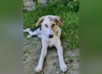 Verschmuste Schönheit (7 Monate) sucht Zuhause