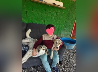 Dafne (7 Monate) – liebe, verschmuste Hündin sucht ihr Zuhause 