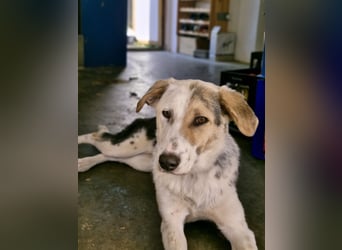 Verschmuste Schönheit (7 Monate) sucht Zuhause