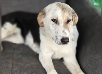 Verschmuste Schönheit (7 Monate) sucht Zuhause