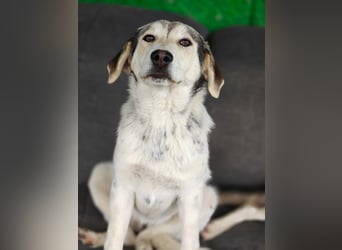 Unkomplizierte Schmuserin (7 Monate) sucht Zuhause