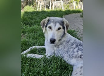 Verschmuste Schönheit (7 Monate) sucht Zuhause