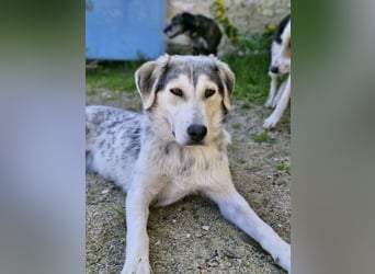 Verschmuste Schönheit (7 Monate) sucht Zuhause