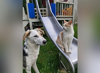 Verschmuste Schönheit (7 Monate) sucht Zuhause