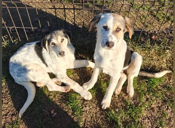 Dafne (7 Monate) – liebe, verschmuste Hündin sucht ihr Zuhause 