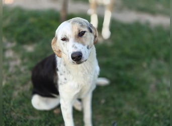 Verschmuste Schönheit (7 Monate) sucht Zuhause